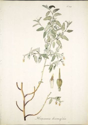 Hermannia disermæfolia - Херманния